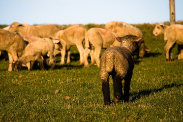 Obraz premium schwarzes Schaf