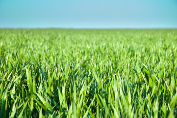 Green wheat