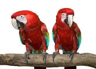 Two red tropical wild  parrot.