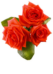 Fototapeta premium Bouquet of roses