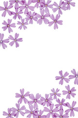 Fototapeta premium Spring flowers on white background