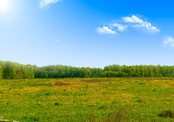 Field of dandelions