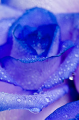 Gentle petals of roses