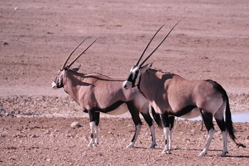 Safari en namibie