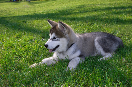 Siberian Husky Malamute