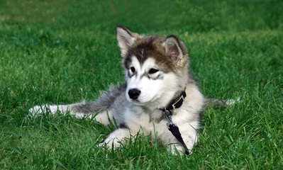 Husky Malamute
