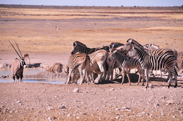 Fototapeta na wymiar Safari en namibie