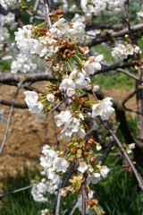 fiori di ciliegio
