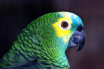 AMAZONE