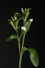 Stevia, Stevia rebaudiana, Suesskraut, Suessblatt