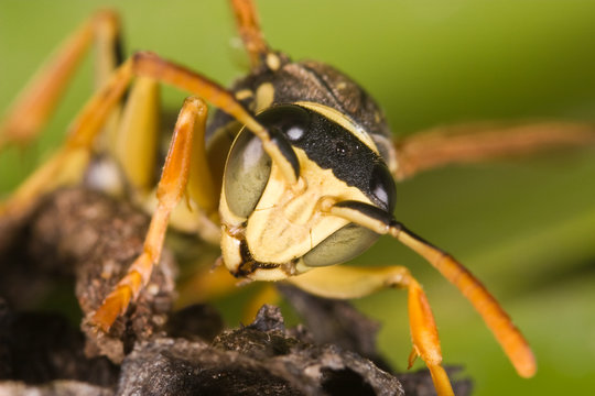 Wasp (Polistes bischoffi)