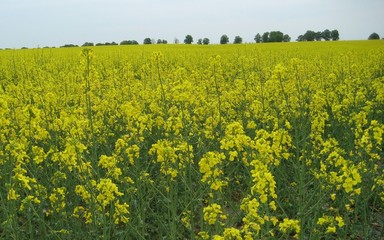 Obraz premium Auf dem Lande