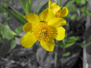 Sumpfdotterblume mit Ameise