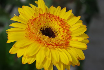 Blüte