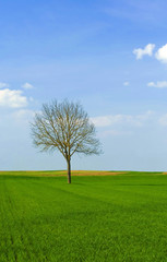 Fototapeta na wymiar Walnut tree in the field