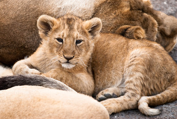Fototapeta na wymiar Dziecko lew