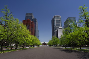 東京駅と新緑のいちょう並木
