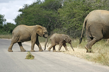 Fototapeta na wymiar Trzy elepants spaceru po drugiej stronie ulicy