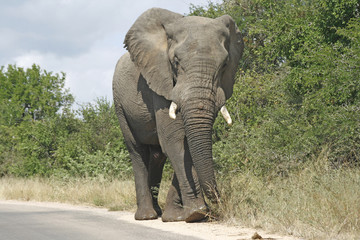 Elephant bull walking down the road