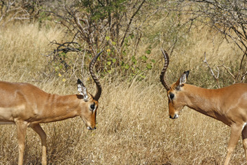 Two impalas fighting for dominance