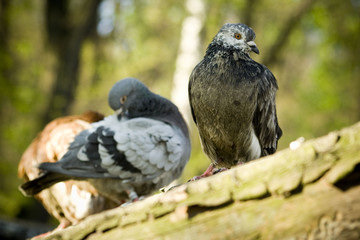 three doves on the roof