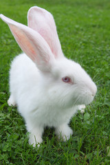 Rabbit on green grass