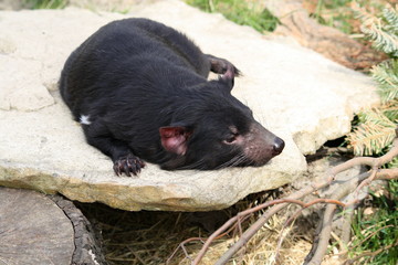 Tasmanischer Teufel 13