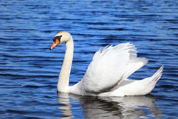 Obraz premium Beautifull white swan swimming on blue water