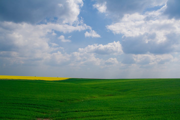 Obraz premium Wheat and canola field with blue sky
