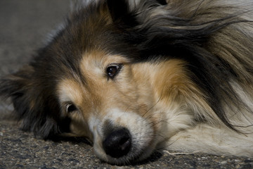 Collie Hund Haustier