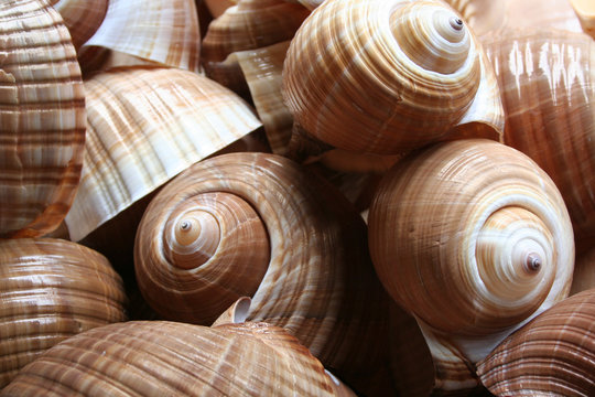 caracolas marinas. summer mar espiral