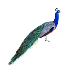 Wall murals Peacock Peacock profile cutout