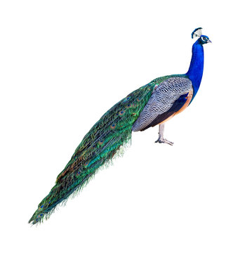 Fototapeta Peacock profile cutout