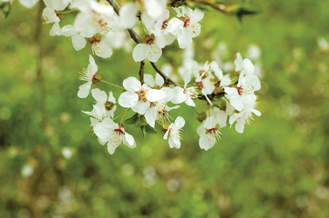 Obraz premium spring blossom