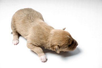Newborn dog on white background