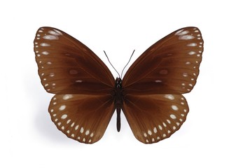 Euploea midamus