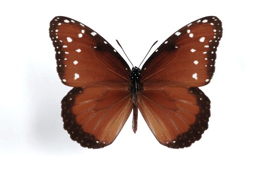 Danaus Gilippus