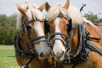 Obraz premium A matched pair of draft horses