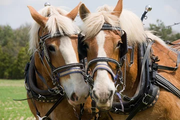 Fotobehang A matched pair of draft horses © Becky Swora
