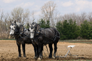 Dapple Grey Plow horses