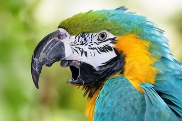maccaw