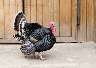 Turkey- animal farm