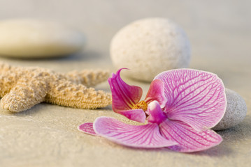 Fototapeta na wymiar orchidea i rozgwiazdy