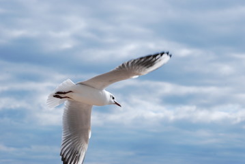 ailes et liberte