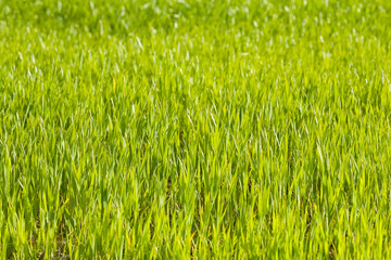 Obraz premium Wheat field