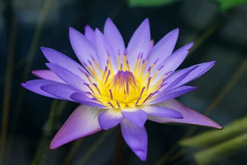 Fotobehang Waterlelie Water Lily