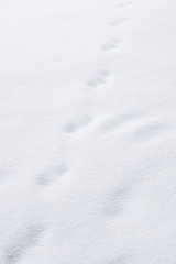 A strange mark in the snow