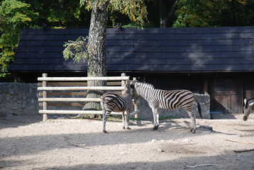 zebry, zebras