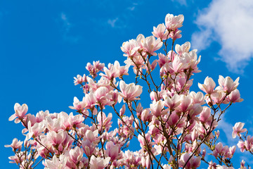 magnolia-tree