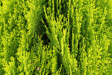 krzew, bush © Krzysztof Budziakows